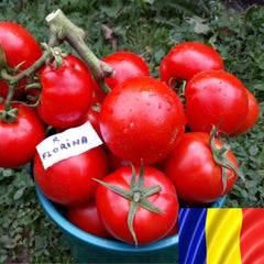 Seminte romanesti de tomate Florina 44, 5gr, SCDL Buzau