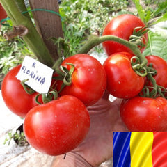 Seminte romanesti de tomate Florina 44, 5gr, SCDL Buzau