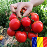 Hectarul - Seminte romanesti de tomate KRISTINICA, 5gr, SCDL Buzau
