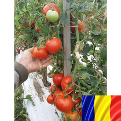 Seminte romanesti de tomate MARIUCA, 5gr, SCDL Buzau