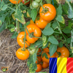 Seminte romanesti de tomate NECTARIA, 1 gr, SCDL Buzau