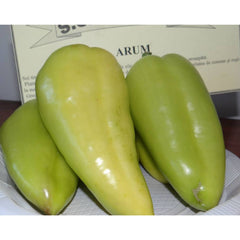 Seminte romanesti de ardei ARUM, 5gr, SCDL Buzau