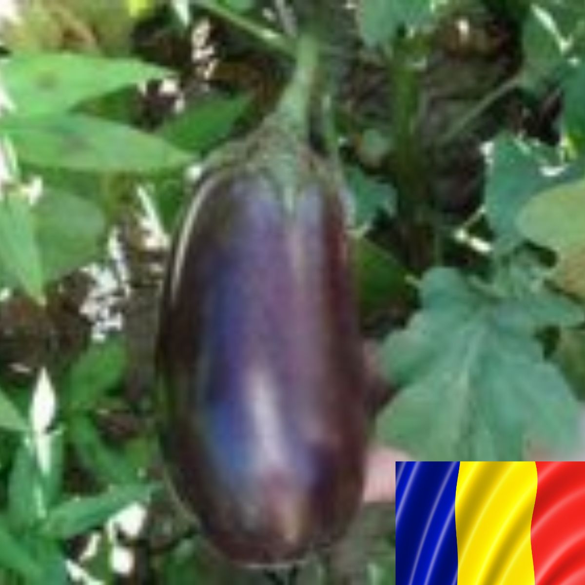 Seminte romanesti de vinete ZARAZA, 5gr, SCDL Buzau, 1, hectarul.ro