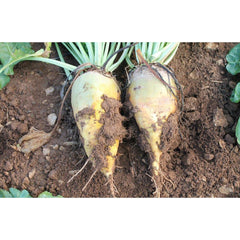 Seminte Sfecla  furajera URSUS  POLY  AGROSEM 250 g