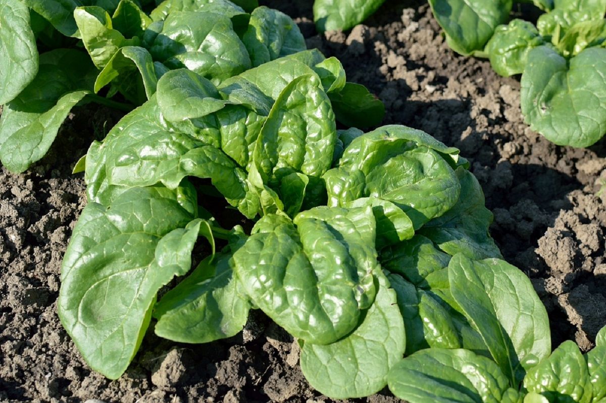 Seminte Spanac Saga F1 - 25.000 sem, HEKTAR SEEDS, 1, hectarul.ro