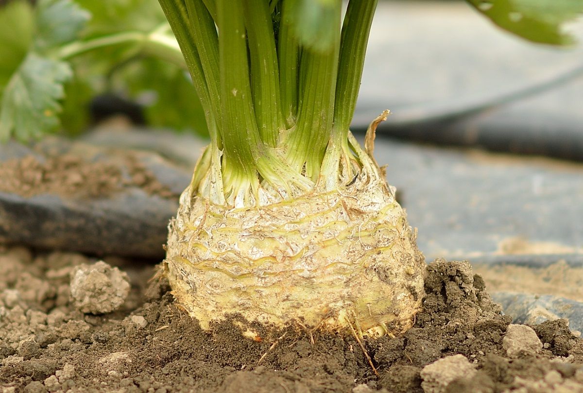 Seminte Telina Apollo - 10.000 sem, HEKTAR SEEDS, 1, hectarul.ro