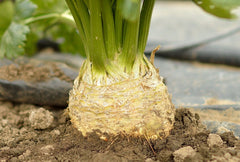 Seminte Telina Apollo - 2.500 sem, HEKTAR SEEDS