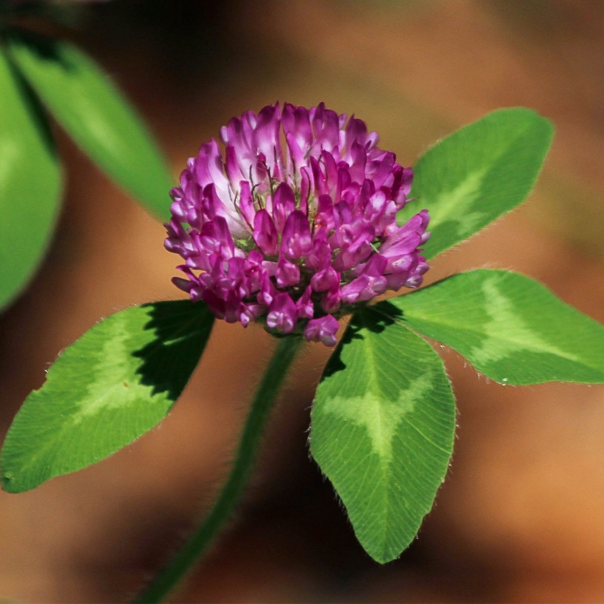 Seminte Trifoi rosu ROZETTA-KRYNIA-DAJANA C1 AGROSEM 25 kg, 1, hectarul.ro