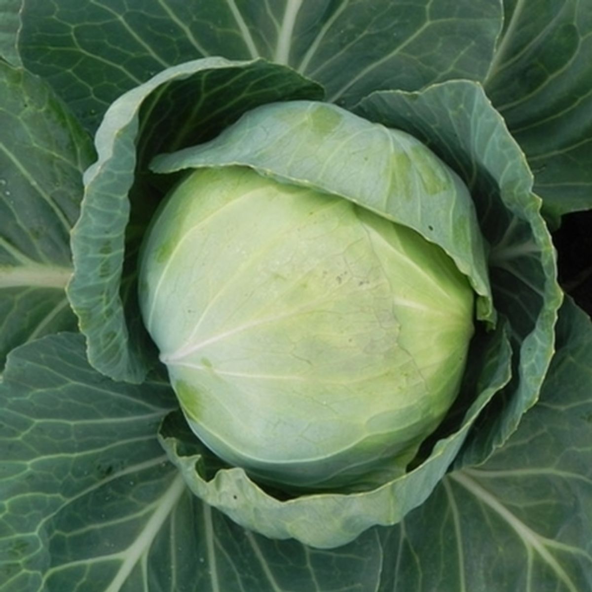 Seminte de varza timpurie Golden Acre, 10 grame, 1, hectarul.ro