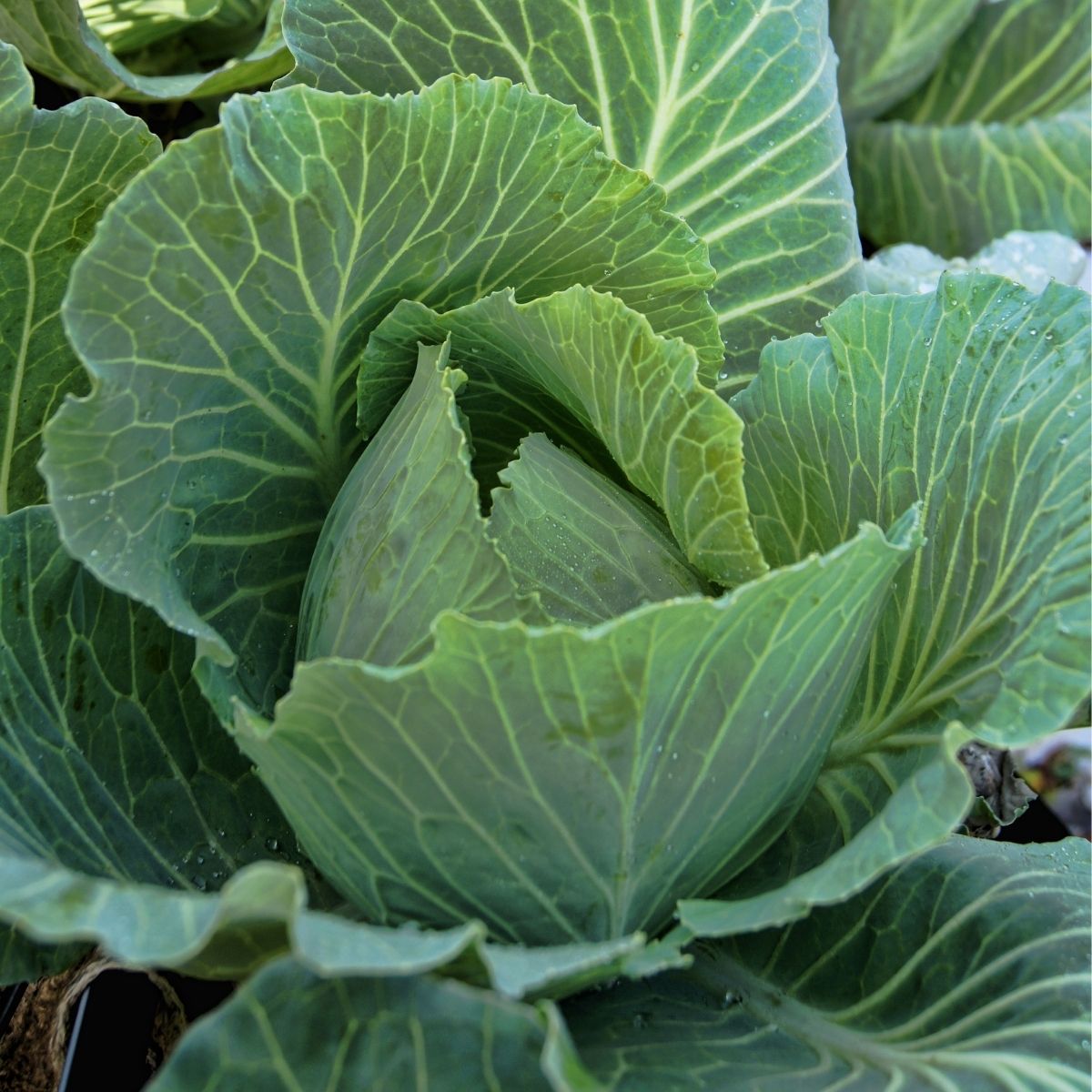 Seminte Varza alba BEVERLY HILLS F1 Agrosel 2500SEM, 1, hectarul.ro