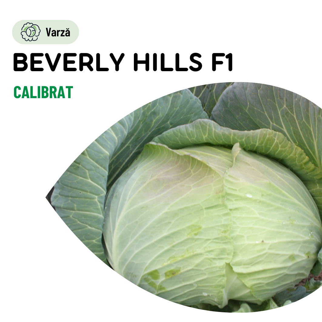 Seminte Varza Beverly Hills F1- 25.000 sem, HEKTAR SEEDS, 1, hectarul.ro