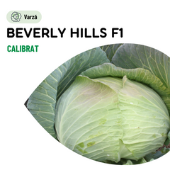 Seminte Varza Beverly Hills F1- 25.000 sem, HEKTAR SEEDS