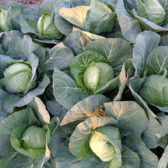 Seminte Varza JETMA F1 NS Rijk Zwaan 2500 sem