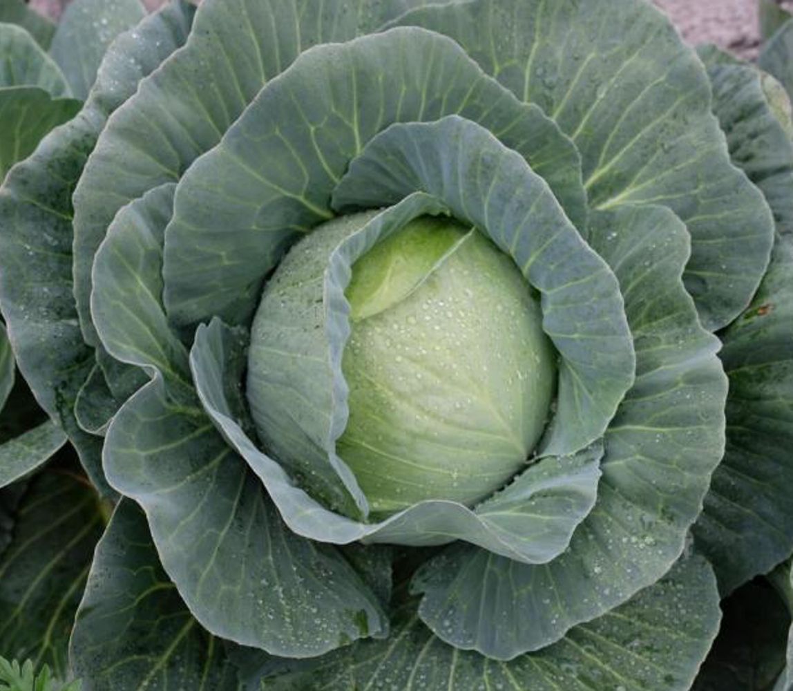 Seminte Varza Kansas F1 - 1000 sem, HEKTAR SEEDS, 1, hectarul.ro