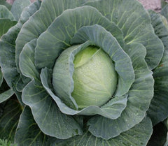 Seminte Varza Kansas F1 - 1000 sem, HEKTAR SEEDS