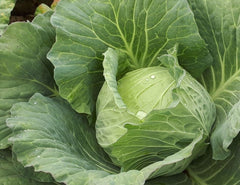 Seminte Varza Luton F1 - 1.000 sem, HEKTAR SEEDS