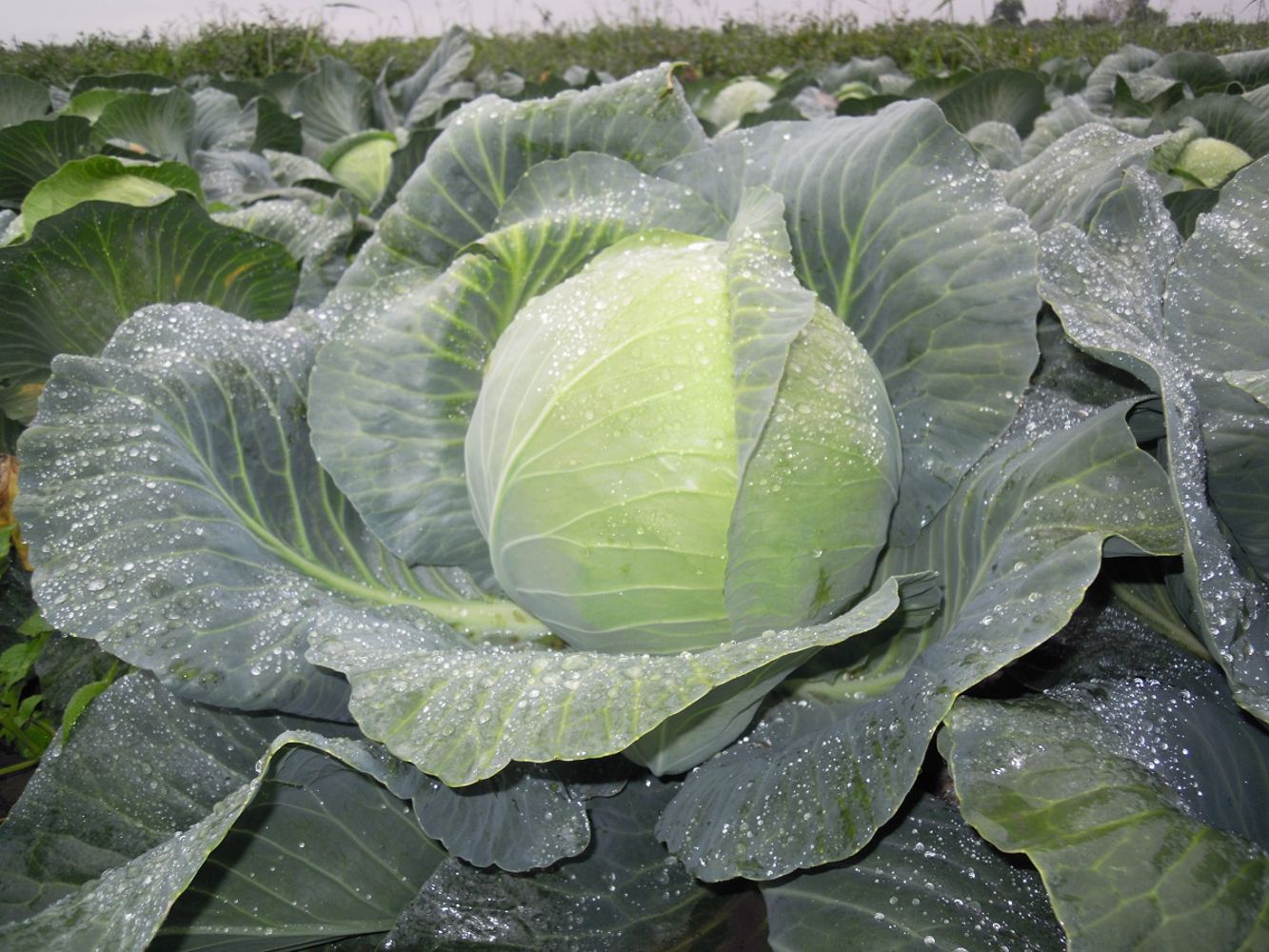 Seminte Varza New York F1 - 25.000 sem, HEKTAR SEEDS, 1, hectarul.ro