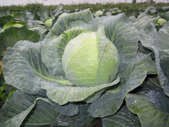 Seminte Varza New York F1 - 25.000 sem, HEKTAR SEEDS