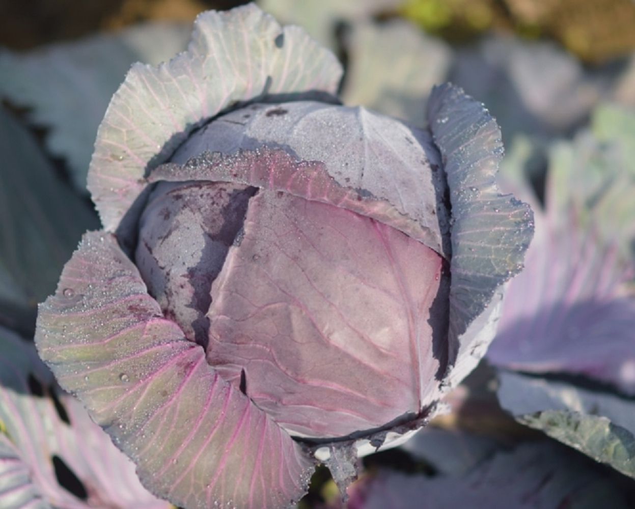 Seminte Varza Red Wizard F1 - 1.000 sem, HEKTAR SEEDS, 1, hectarul.ro