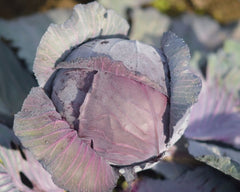 Seminte Varza Red Wizard F1 - 1.000 sem, HEKTAR SEEDS