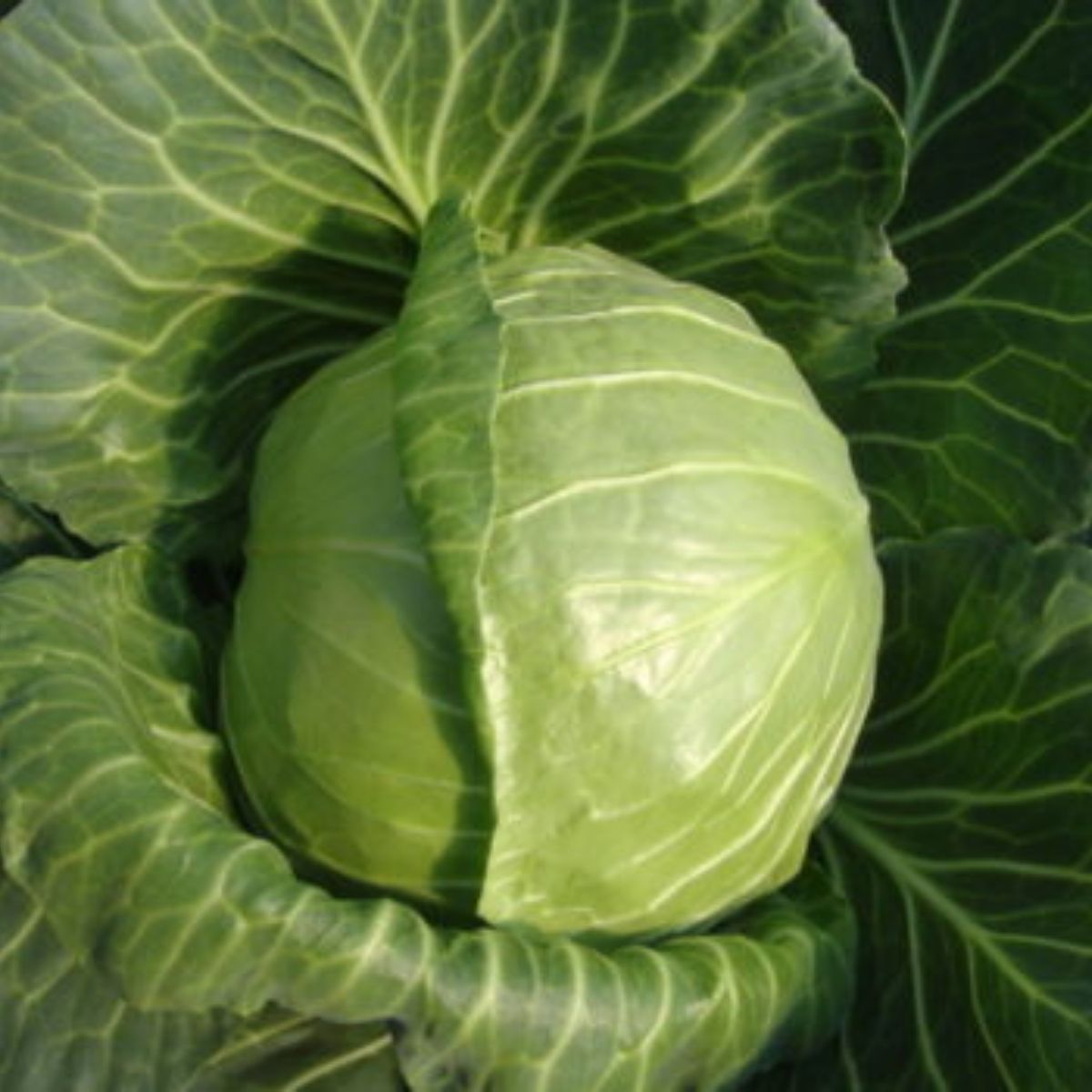 Seminte Varza REDMA F1 Rijk Zwaan 1000 sem, 1, hectarul.ro