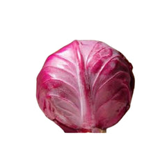 Seminte Varza REXOMA F1 Rijk Zwaan 1000 sem