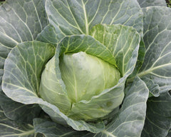 Seminte Varza Tampa F1 - 2.500 sem, HEKTAR SEEDS