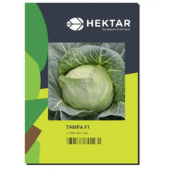 Seminte Varza Tampa F1 1 HEKTAR 1000 sem