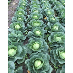 Seminte Varza Tampa F1 1 HEKTAR 1000 sem