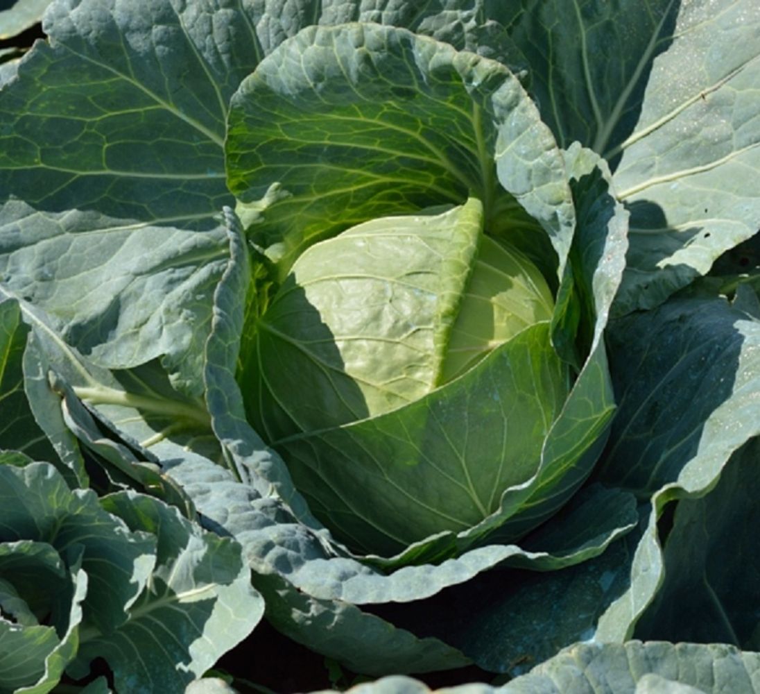 Seminte Varza Texas F1 - 25.000 sem, HEKTAR SEEDS, 1, hectarul.ro