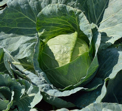 Seminte Varza Texas F1 - 25.000 sem, HEKTAR SEEDS