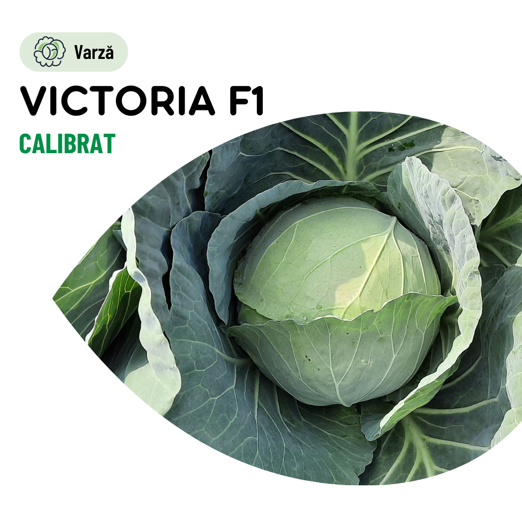 Seminte Varza Victoria F1 - 2.500 sem, HEKTAR SEEDS, 1, hectarul.ro