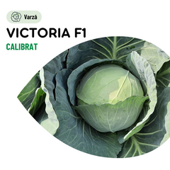 Seminte Varza Victoria F1 - 25.000 sem, HEKTAR SEEDS