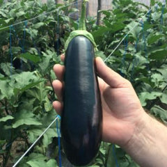 Seminte Vinete ANAMUR F1 Rijk Zwaan 1000 sem