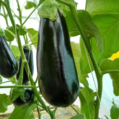 Seminte Vinete Minerva Agrosel - 25 SEM