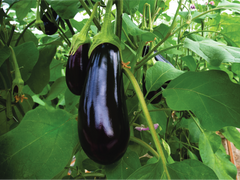 Seminte Vinete Minerva F1 - 50 sem, HEKTAR SEEDS