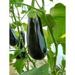 Seminte Vinete Minerva F1 HEKTAR 100 sem