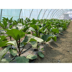 Seminte Vinete Minerva F1 HEKTAR 100 sem