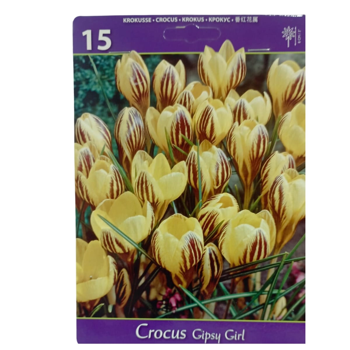 Set 15 bulbi, Crocus Gipsy Girl, 1, hectarul.ro