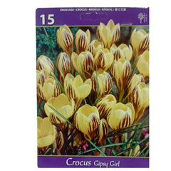 Set 15 bulbi, Crocus Gipsy Girl