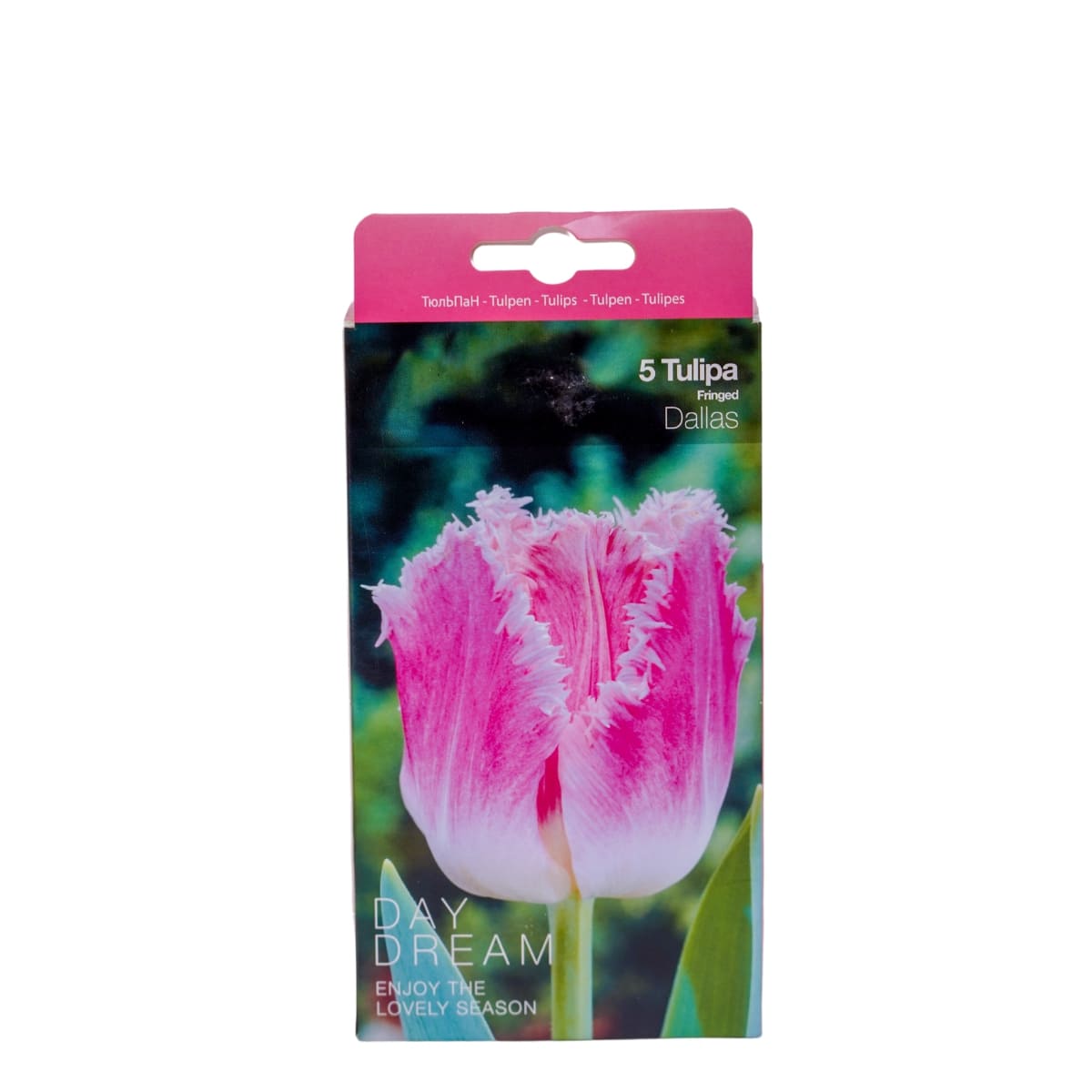 Set 5 bulbi lalele, Dallas, 1, hectarul.ro