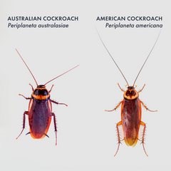 Set 6 capacane pentru gandaci de casa Pure Catch trap