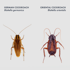 Set 6 capacane pentru gandaci de casa Pure Catch trap