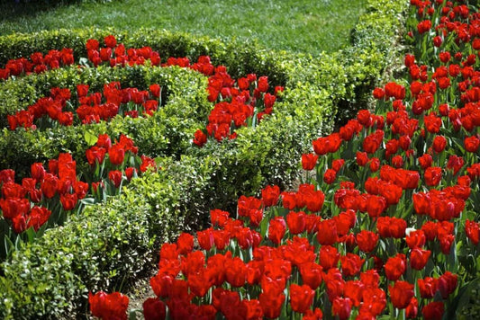 Flori de primavara in gradina - ce flori se planteaza, cum se planteaza si se ingrijesc acestea + cum se pregateste solul