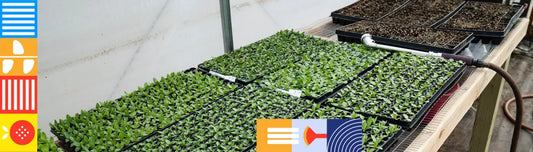 Ciclul de viata al plantelor