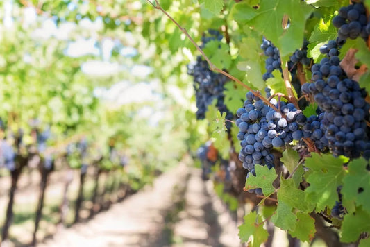 Fermentarea vinului in damigeana: procesul, controlul si beneficiile unei fermentatii corecte