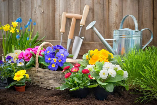 Plantarea si ingrijirea bulbilor de toamna