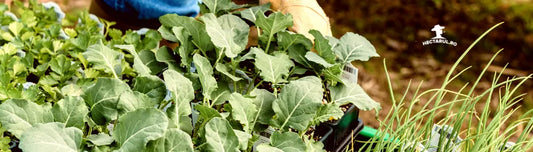 Paturile inaltate din gradina de acasa