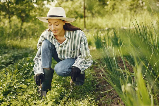 Cultivarea prazului - informatii utile despre plantare si ingrijire in conditii optime + combaterea eficienta a bolilor si daunatorilor din culturile de praz