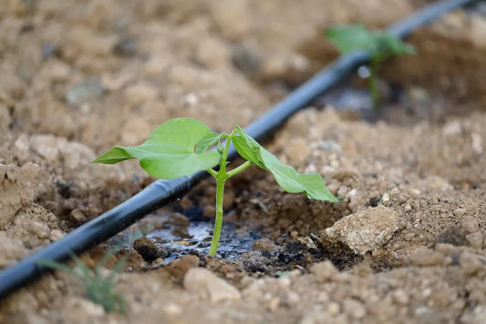 Irigarea culturilor agricole – intre picurare si aspersiune